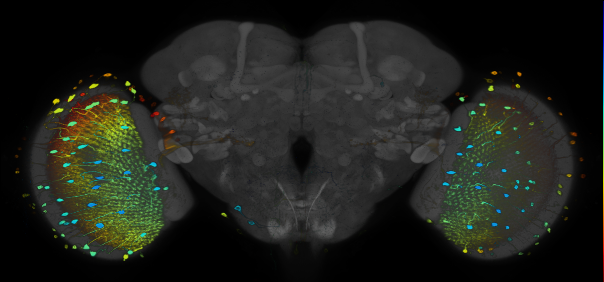 JRC_R70G02 GAL4 in the adult brain