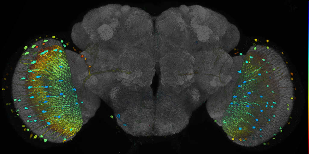 JRC_R70G02 GAL4 in the adult brain
