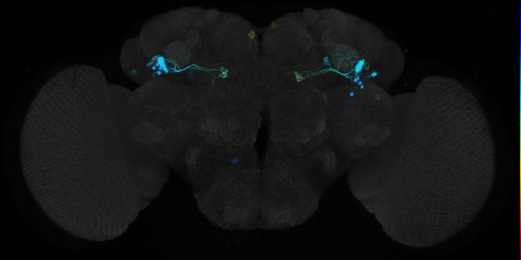JRC_R94E01 GAL4 in the adult brain