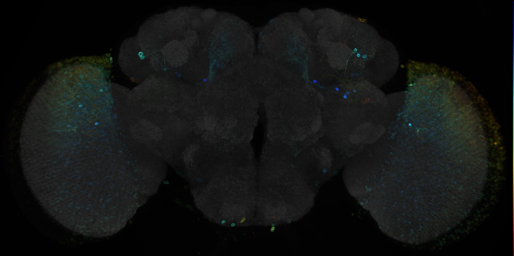 JRC_R53H03 GAL4 in the adult brain