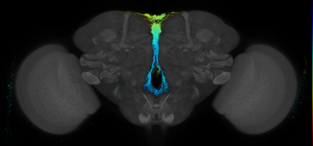 JRC_R43F07 GAL4 in the adult brain