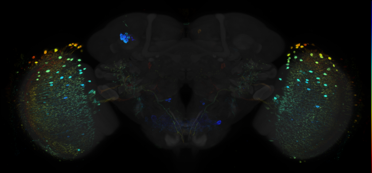 JRC_R28E12 GAL4 in the adult brain