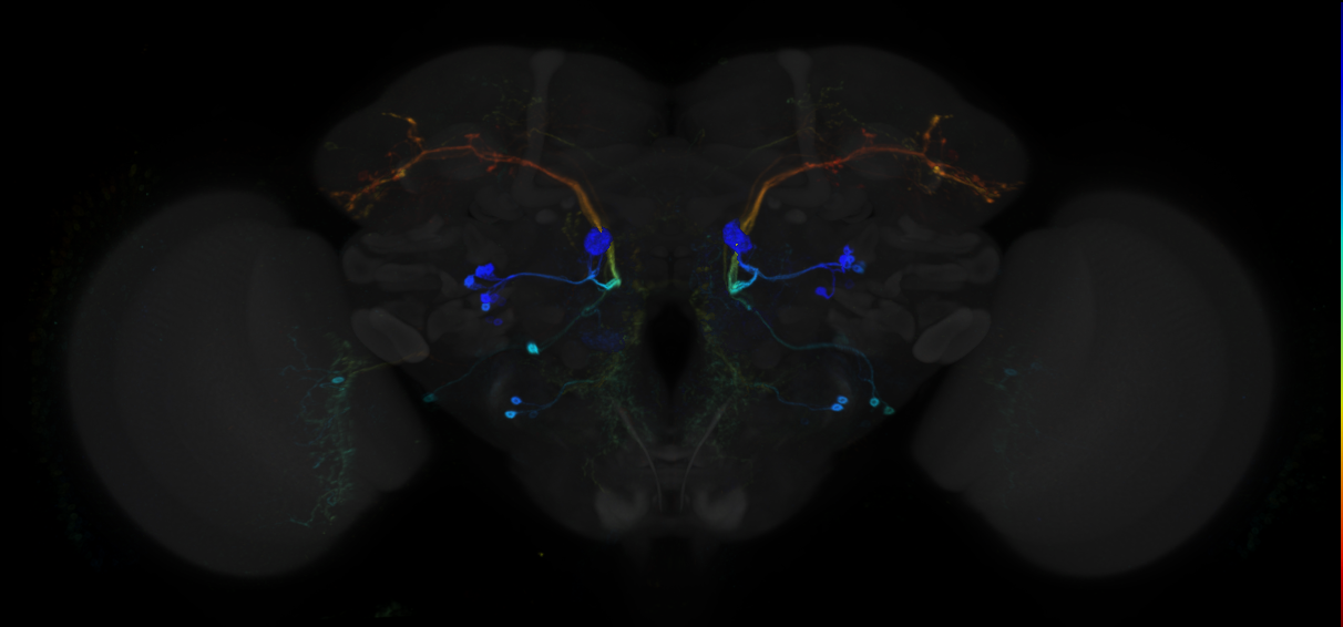 JRC_R85E04 GAL4 in the adult brain
