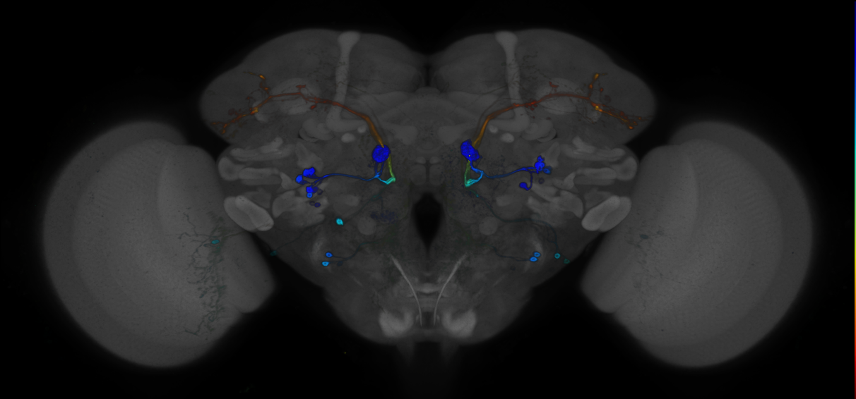 P{GMR85E04-GAL4} expression pattern