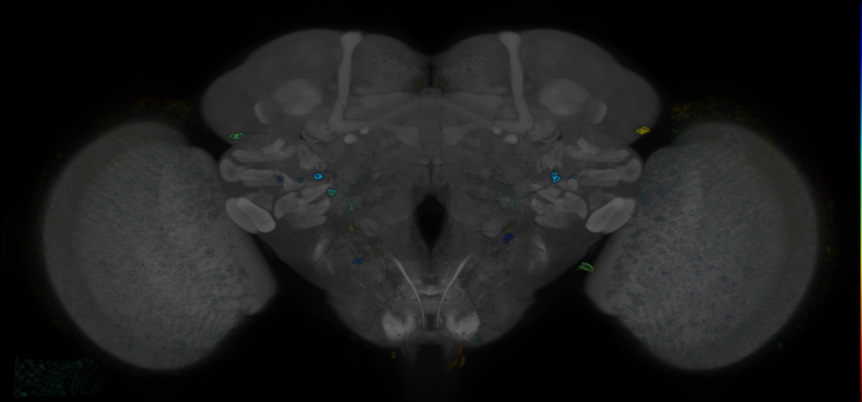 P{GMR26D03-GAL4} expression pattern