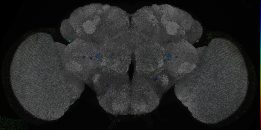 P{GMR26D03-GAL4} expression pattern