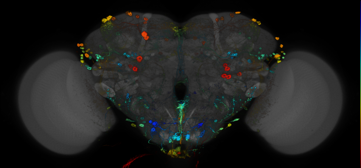 JRC_R50A03 GAL4 in the adult brain