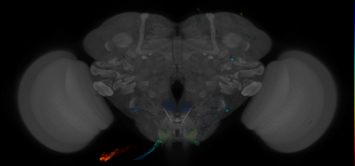 P{GMR83F01-GAL4} expression pattern