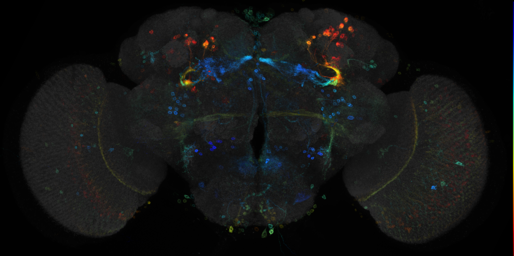 JRC_R52B04 GAL4 in the adult brain