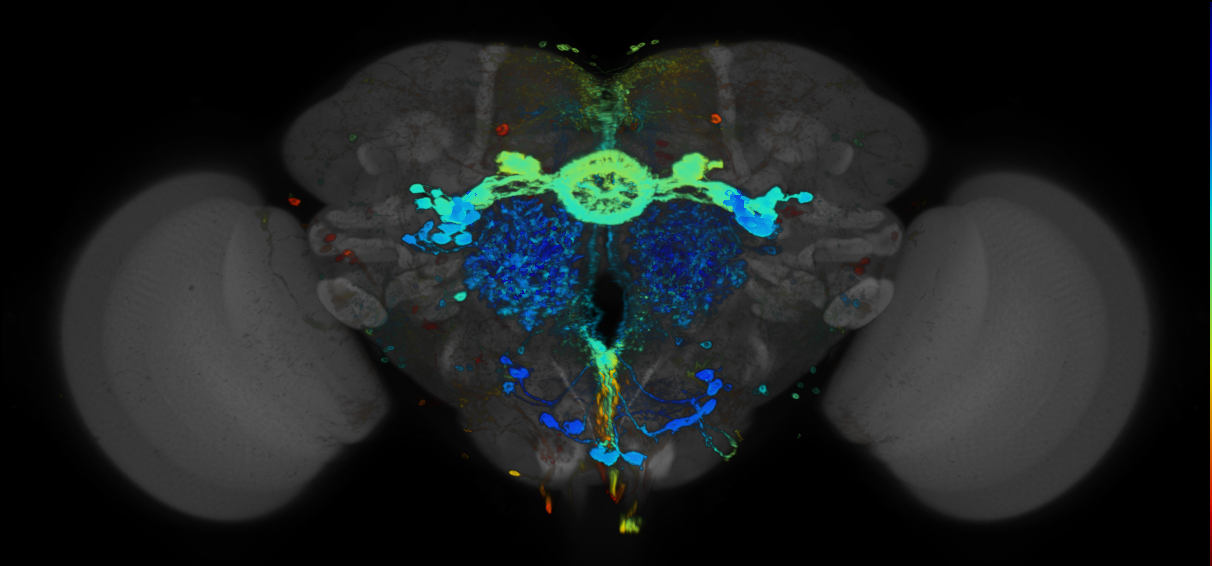 JRC_R59C07 GAL4 in the adult brain