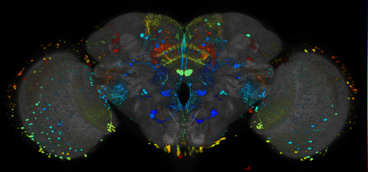 JRC_R89E02 GAL4 in the adult brain