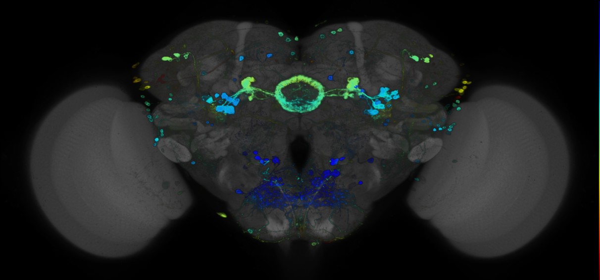JRC_R47F12 GAL4 in the adult brain