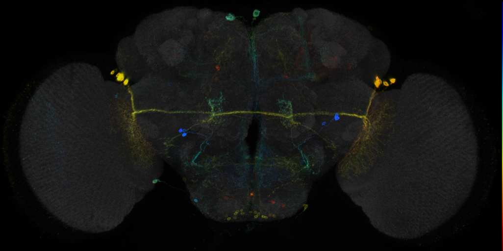 JRC_R9C12 GAL4 in the adult brain