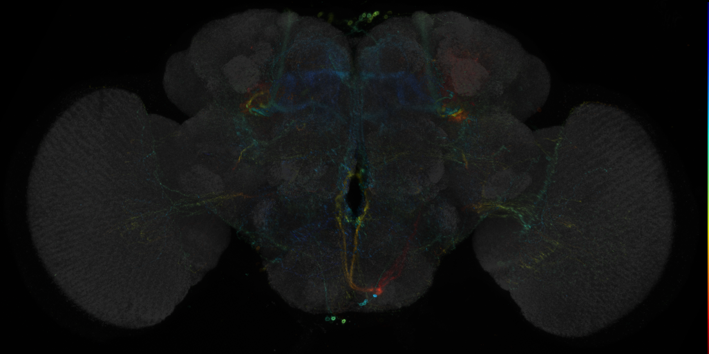 JRC_R22C01 GAL4 in the adult brain