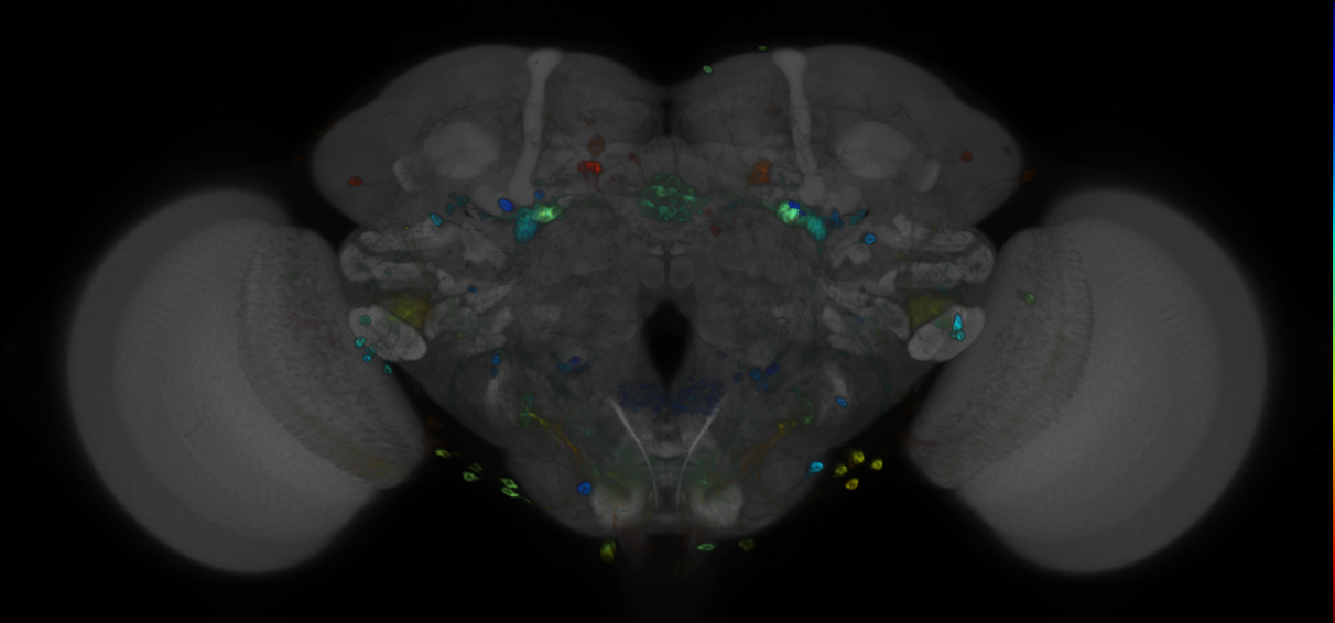 P{GMR21C01-GAL4} expression pattern