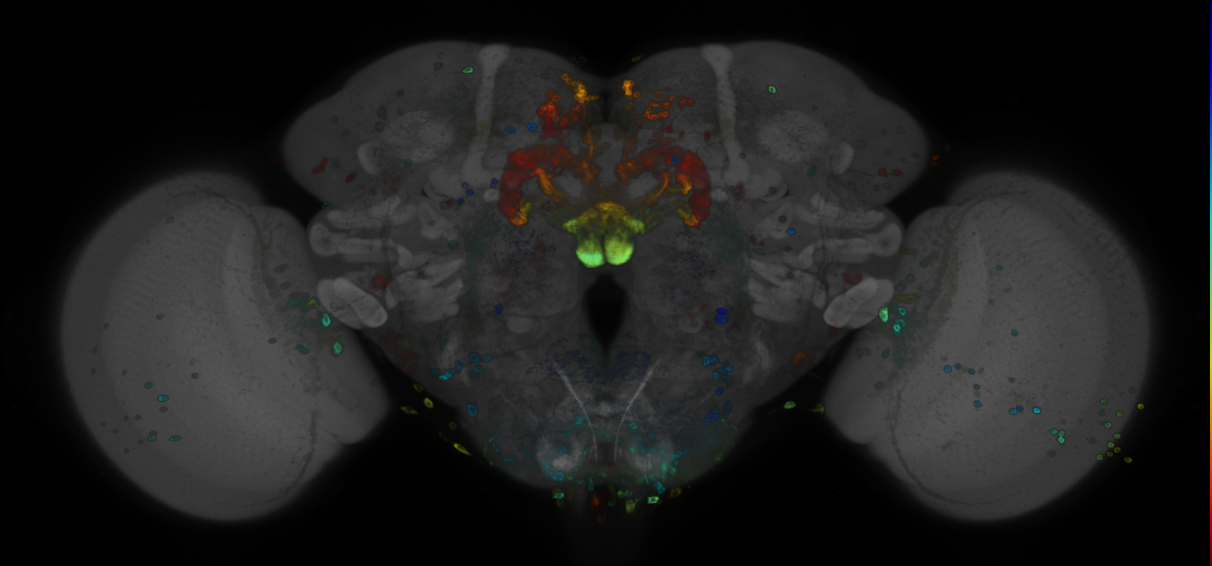 JRC_R20H05 GAL4 in the adult brain