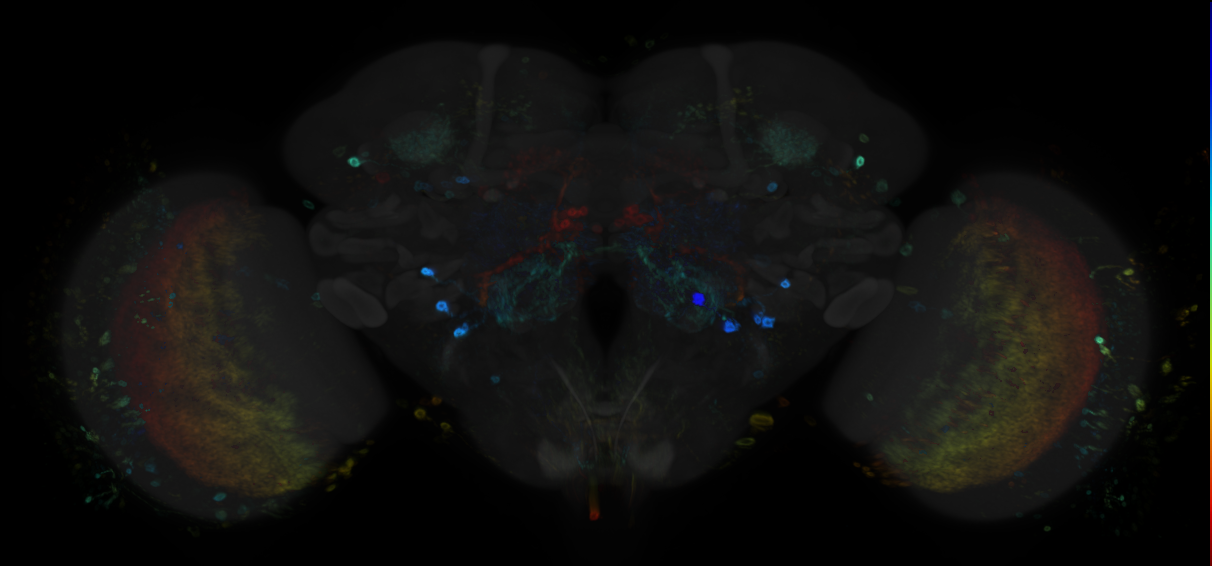 JRC_R54A03 GAL4 in the adult brain
