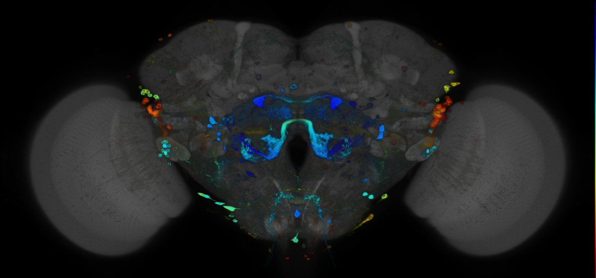 JRC_R91H07 GAL4 in the adult brain