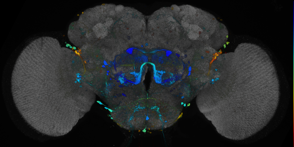 JRC_R91H07 GAL4 in the adult brain