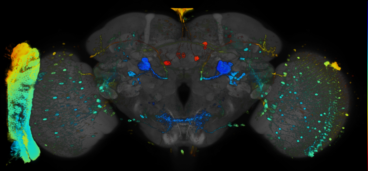 JRC_R37H08 GAL4 in the adult brain