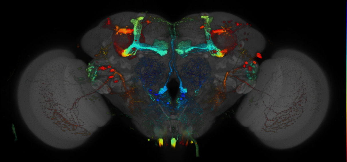 P{GMR37F11-GAL4} expression pattern