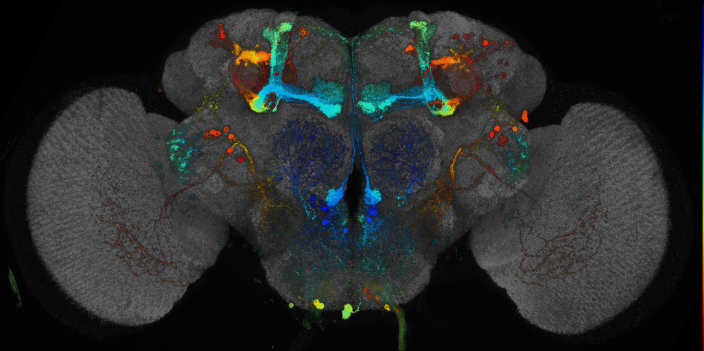 P{GMR37F11-GAL4} expression pattern