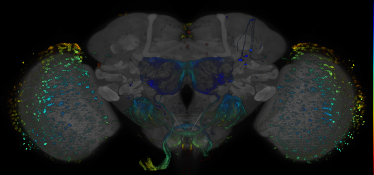 P{GMR30B01-GAL4} expression pattern