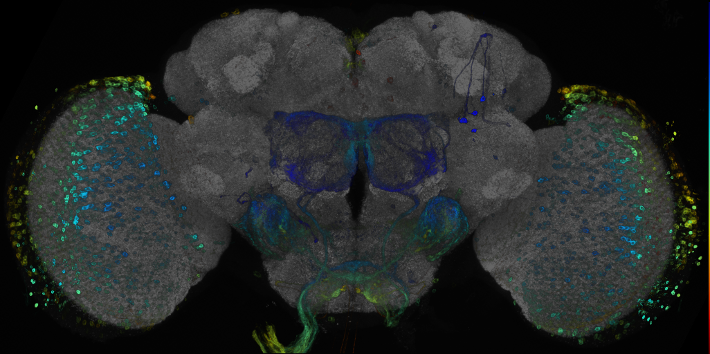 P{GMR30B01-GAL4} expression pattern