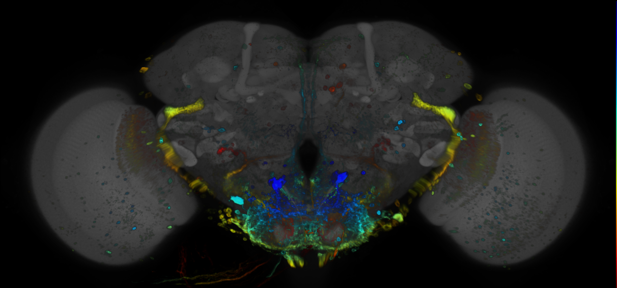 JRC_R32D04 GAL4 in the adult brain