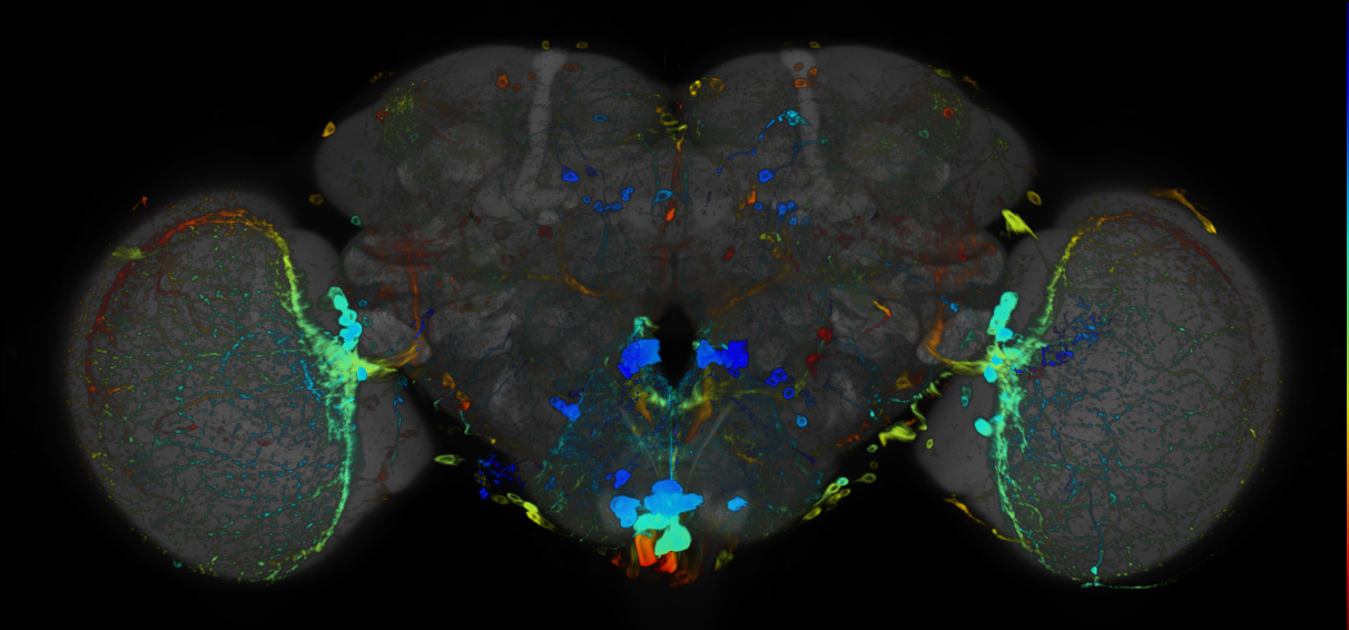 JRC_R49E03 GAL4 in the adult brain