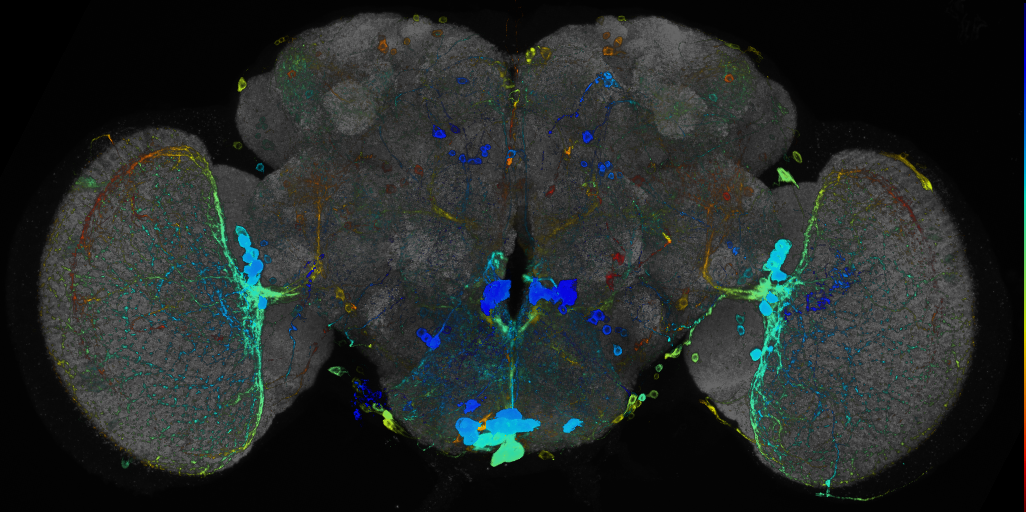 JRC_R49E03 GAL4 in the adult brain