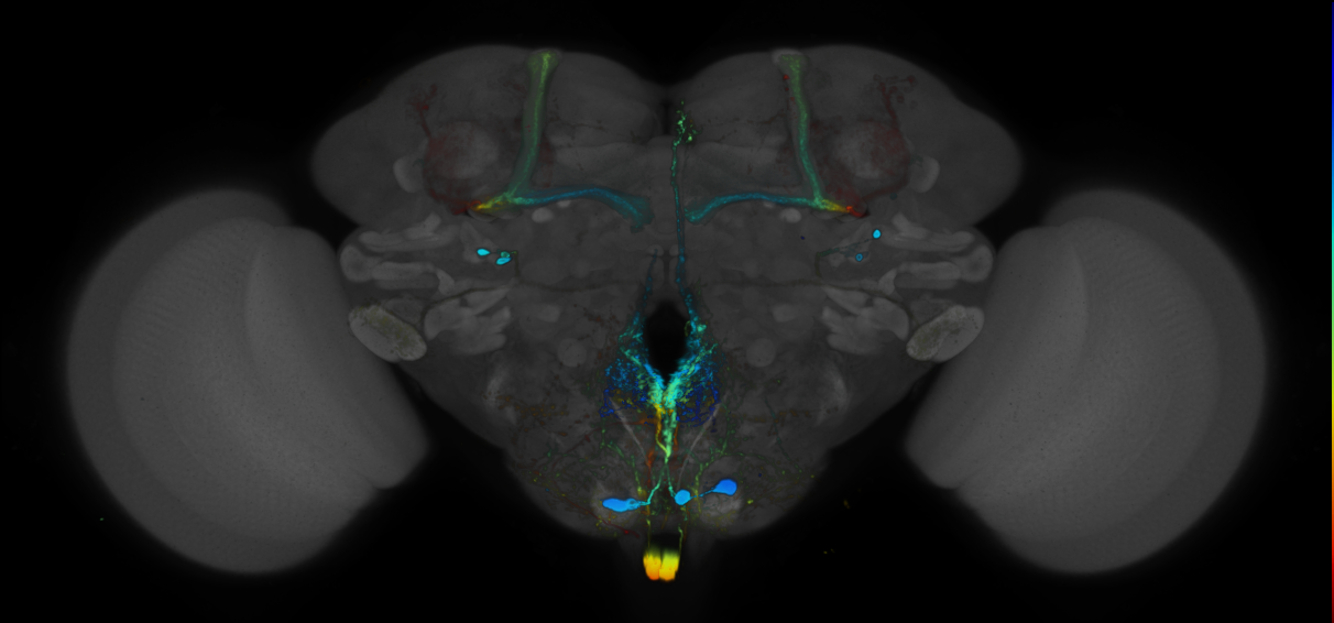 JRC_R27E07 GAL4 in the adult brain