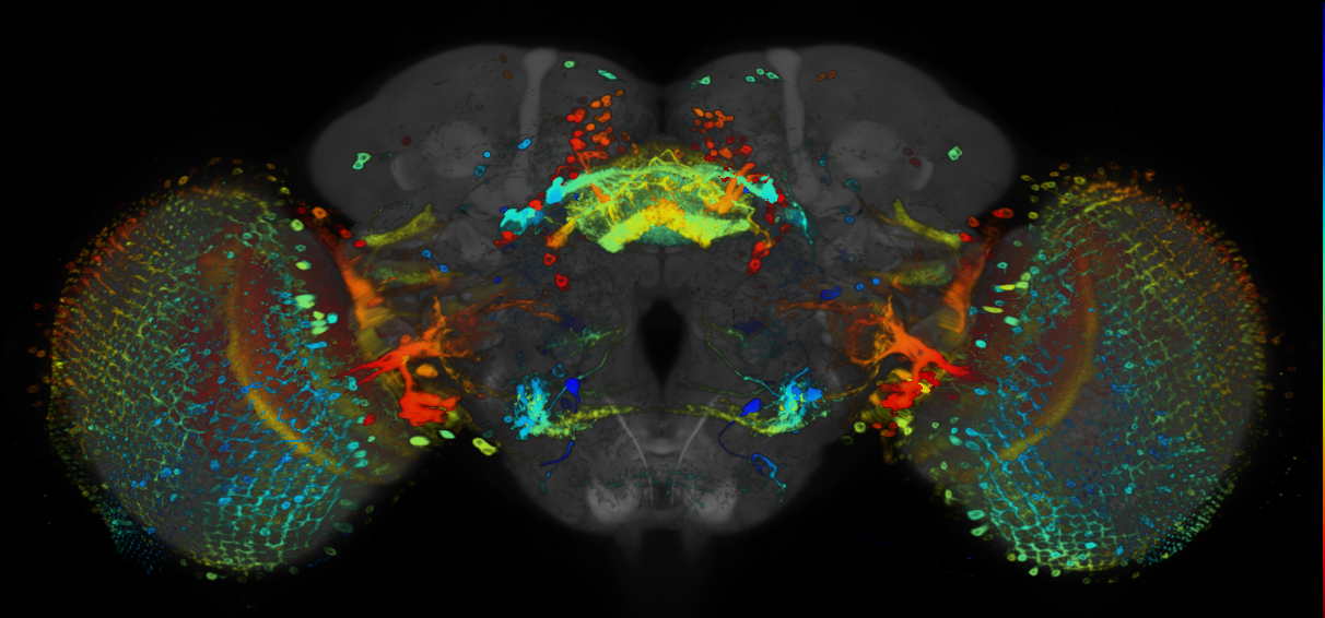 JRC_R89F06 GAL4 in the adult brain