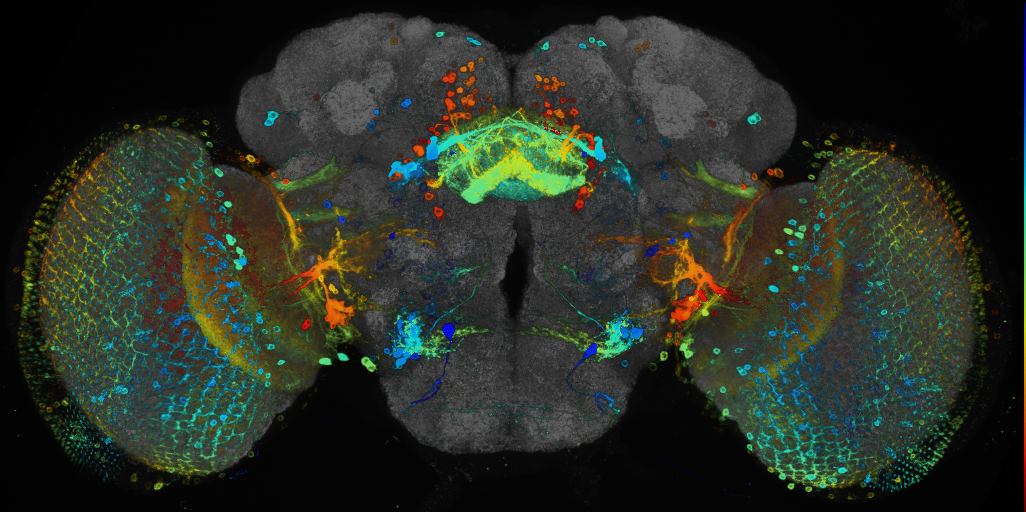 JRC_R89F06 GAL4 in the adult brain
