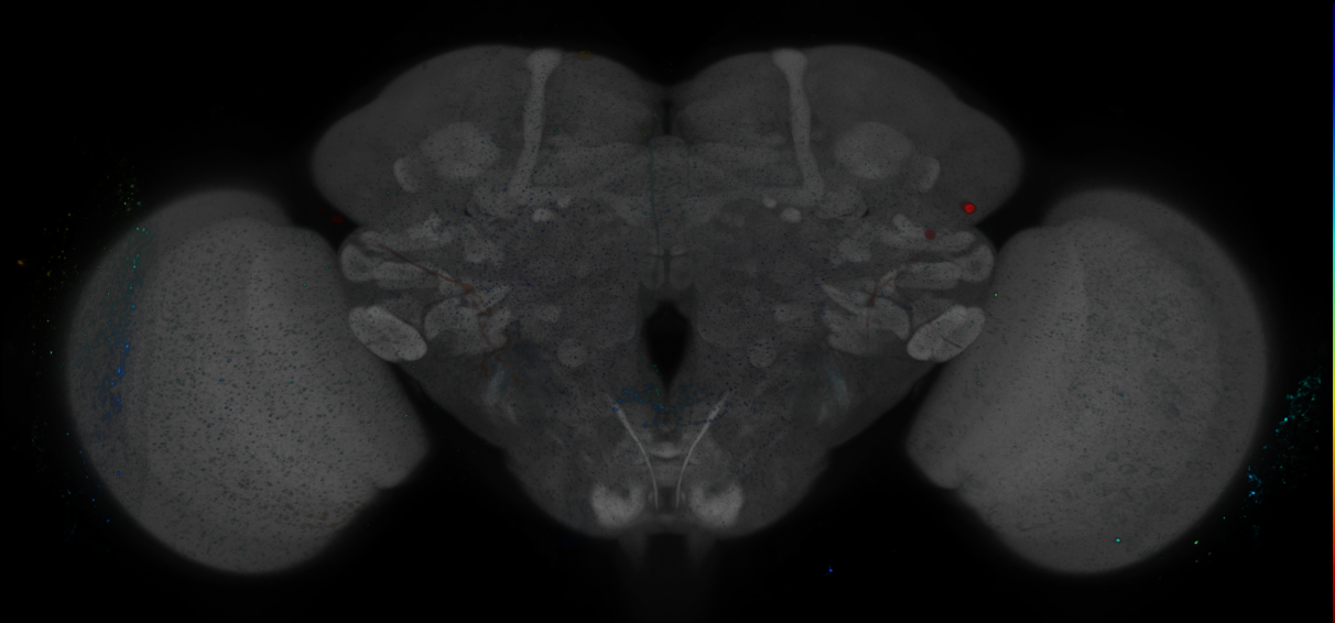 P{GMR19F03-GAL4} expression pattern