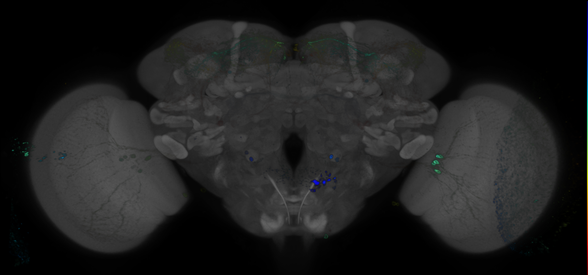 JRC_R60F12 GAL4 in the adult brain