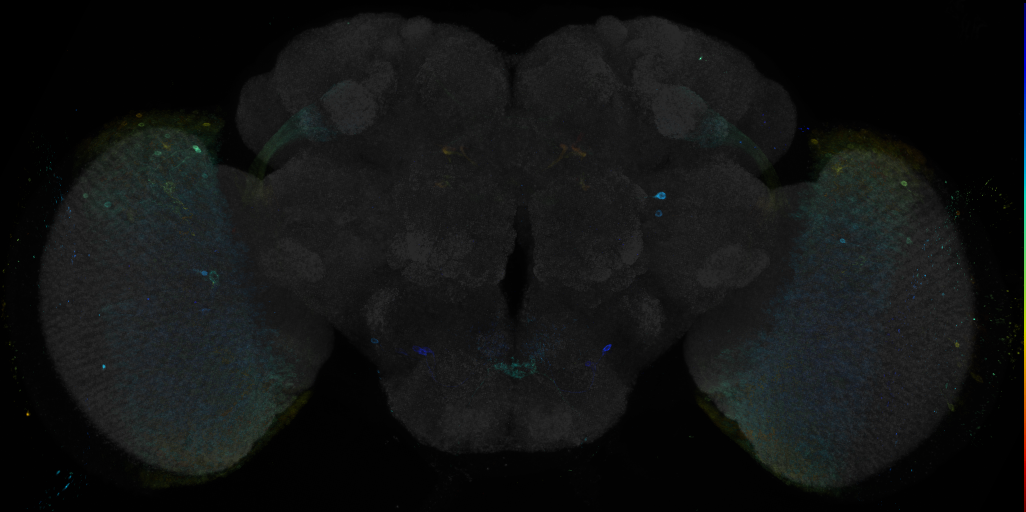 JRC_R80G10 GAL4 in the adult brain