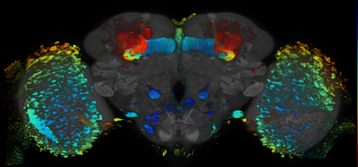 P{GMR72E12-GAL4} expression pattern