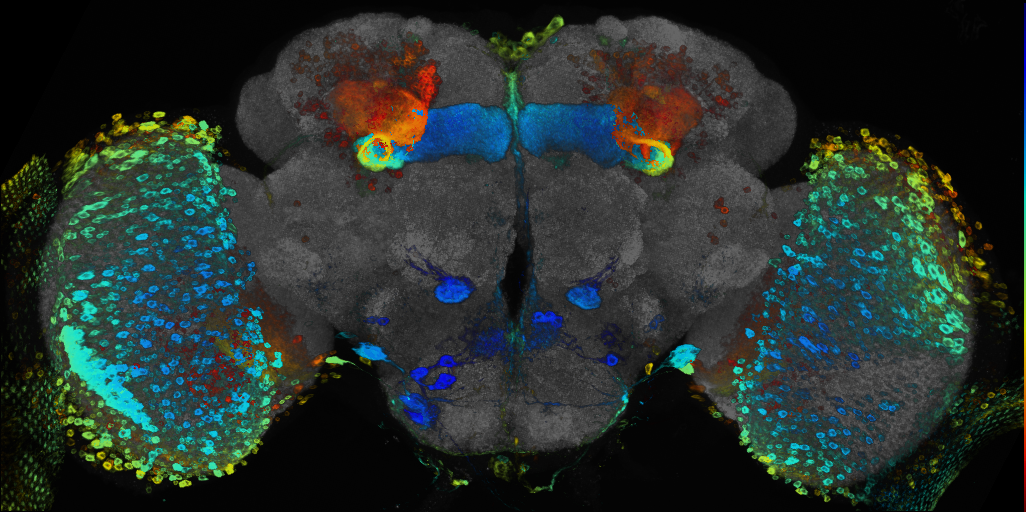 P{GMR72E12-GAL4} expression pattern