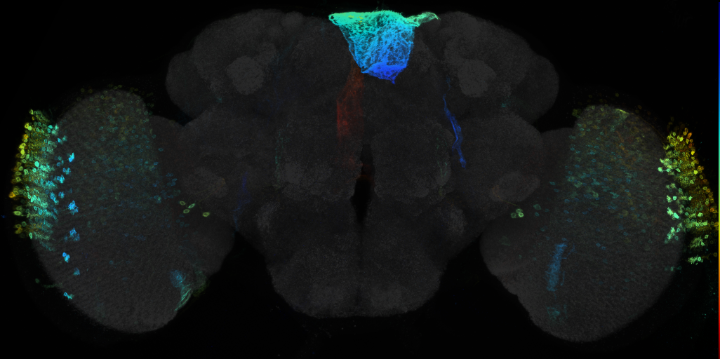 JRC_R43F09 GAL4 in the adult brain