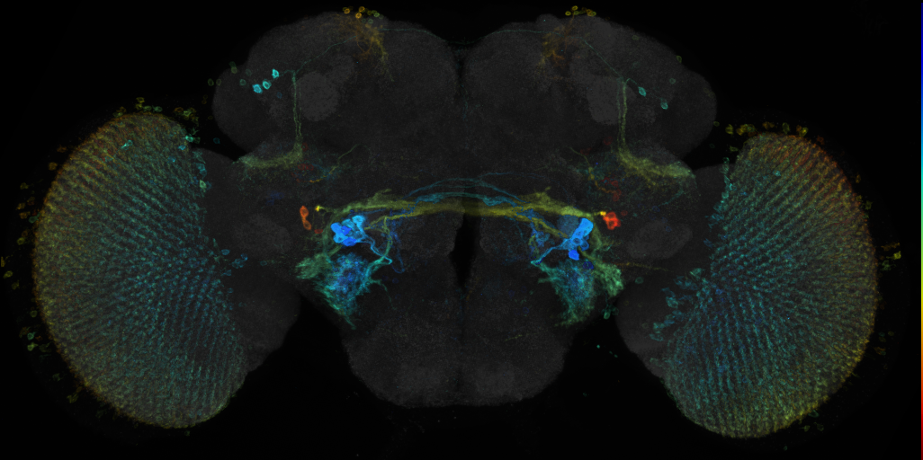 JRC_R21A12 GAL4 in the adult brain