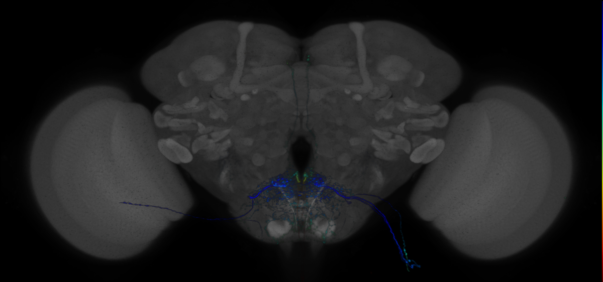 P{GMR94A09-GAL4} expression pattern