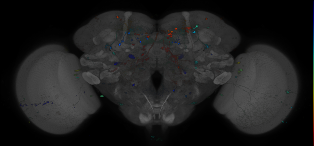 P{GMR89A03-GAL4} expression pattern