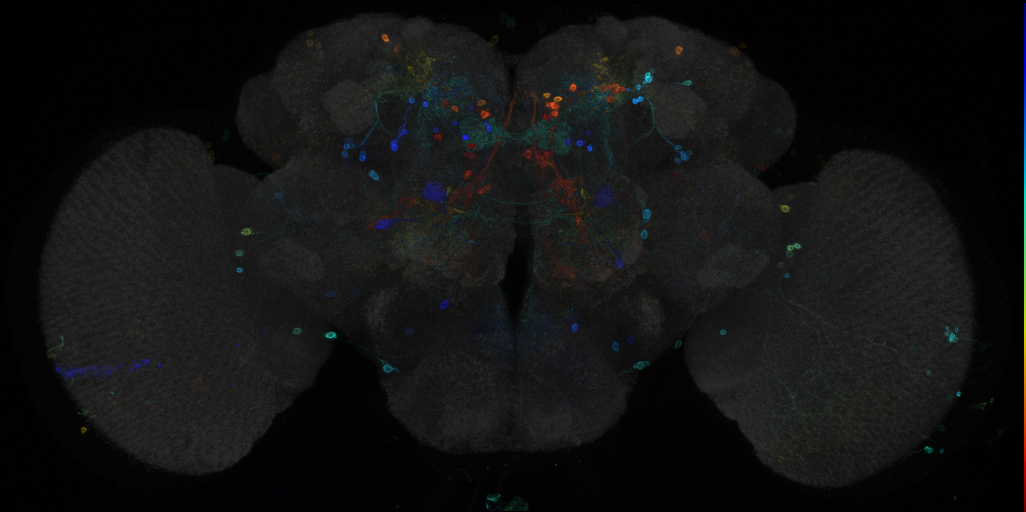 JRC_R89A03 GAL4 in the adult brain