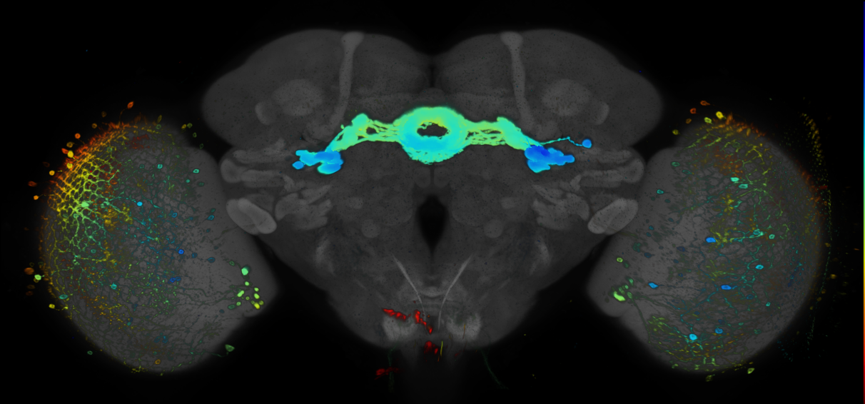 JRC_R38H02 GAL4 in the adult brain
