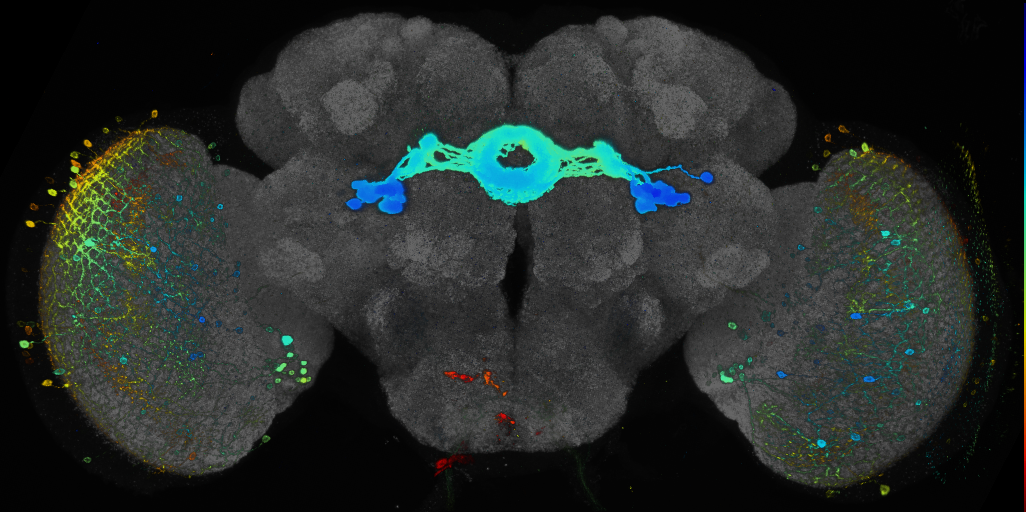JRC_R38H02 GAL4 in the adult brain