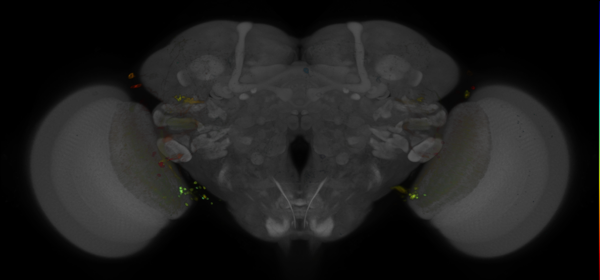 JRC_R20G09 GAL4 in the adult brain