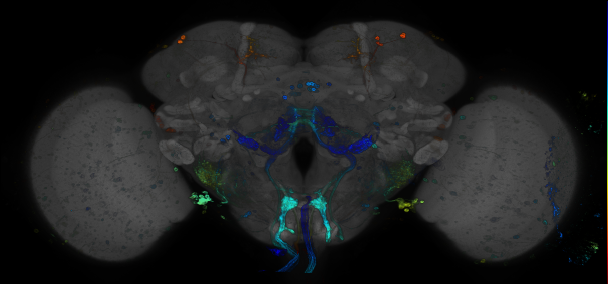 JRC_R33D04 GAL4 in the adult brain