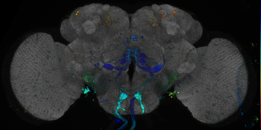 JRC_R33D04 GAL4 in the adult brain