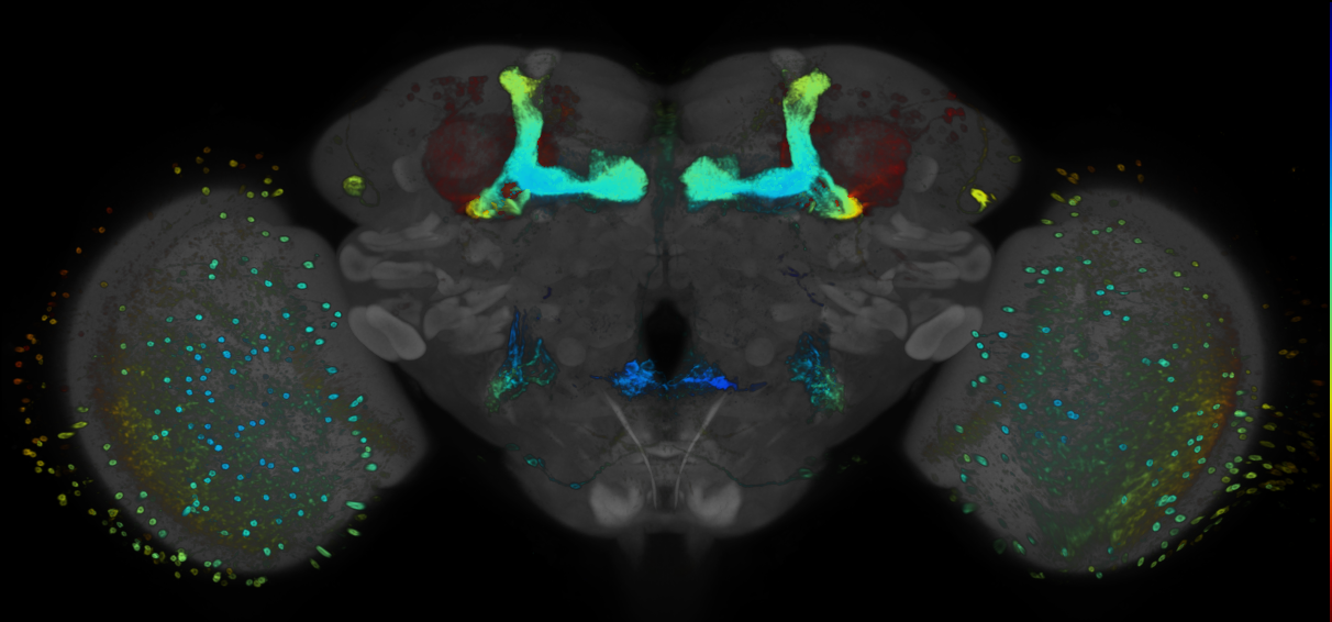P{GMR54H11-GAL4} expression pattern